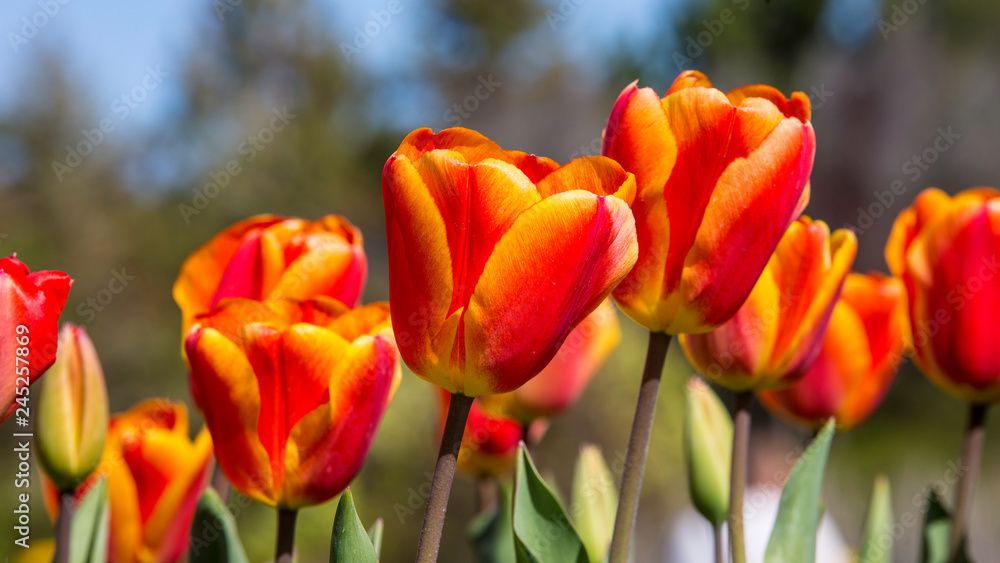 Fototapeta premium Tulips 5 by Skip Weeks