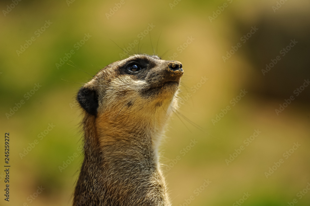 Fototapeta premium Portrait of a meerkat beeing aware of danger