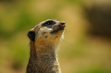 Portrait of a meerkat beeing aware of danger