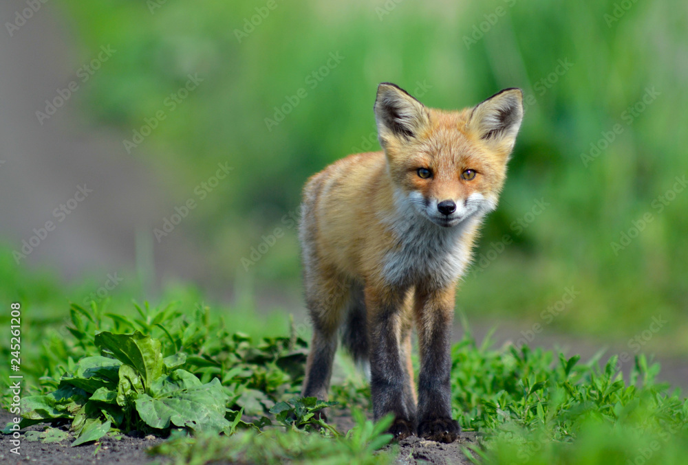 A young fox (Latin Vulpes) stands on the field road and looks into the camera lens. Summer sunny day. A young fox (Latin Vulpes) stands on the field road and looks into the camera lens. Summer sunny day.