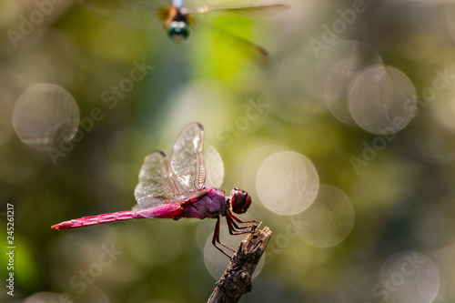 Dragon flies