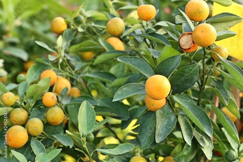 Orange tree in garden