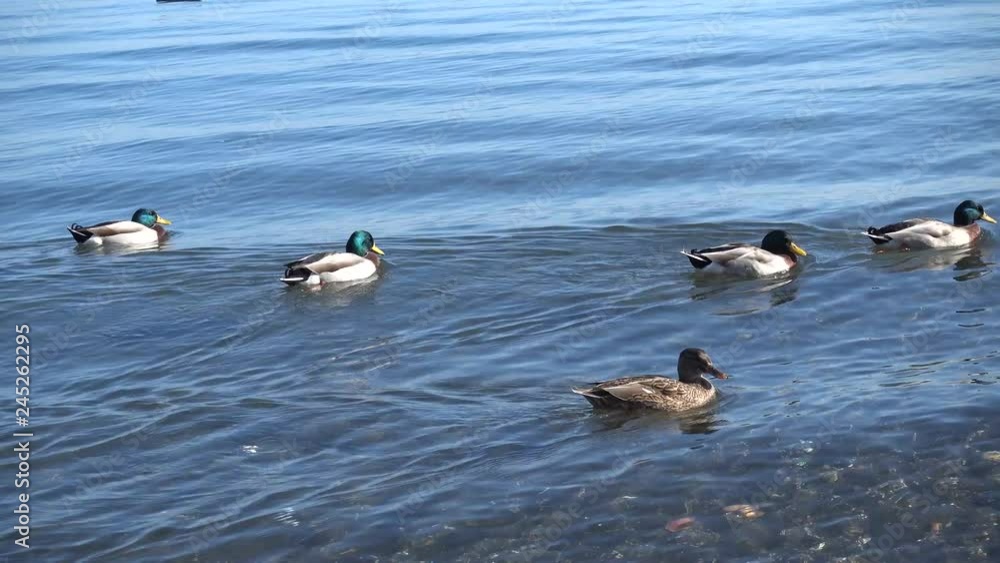 Five mallard ducks swimming in Bracciano Lake in a sunny day Five mallard ducks swimming in Bracciano Lake in a sunny day