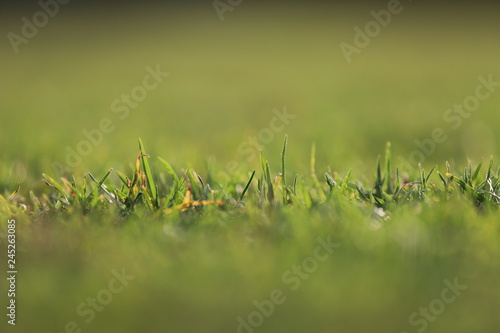 A background photo of green grass