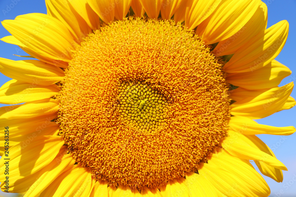 Obraz premium Beautiful summer nature background. Blooming sunflower in sunlight against blue sky close up. Agriculture and industry background.