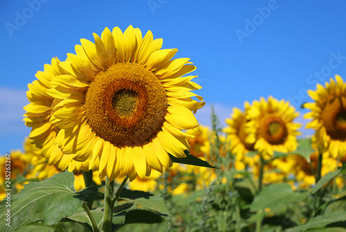 Beautiful summer nature background. Field of blooming sunflowers in sunlight against blue sky close up. Agriculture, agronomy and farming concept.