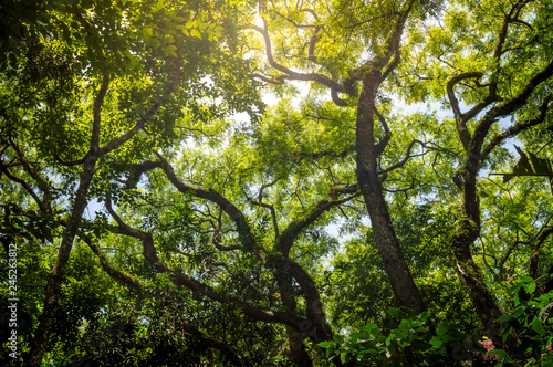 View of a rain forest from low angle