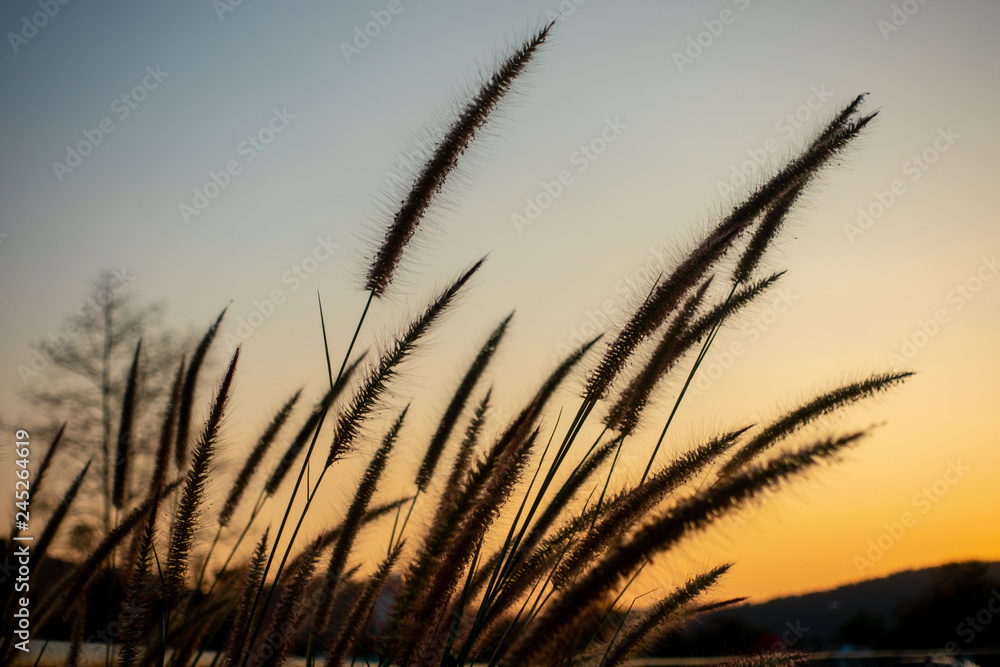 Grass flower before sunset background Grass flower before sunset background