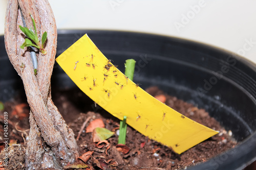 Konstfotografi Using stick tape to catch fungus gnats infesting a plant