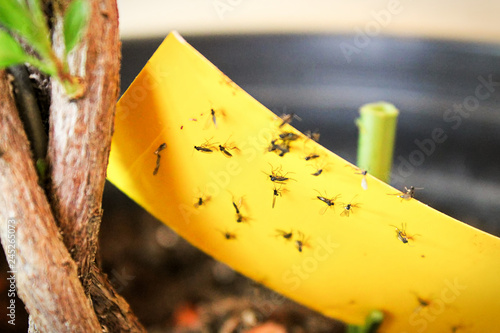 Closeup of fungus gnats being stuck to yellow sticky tape photo