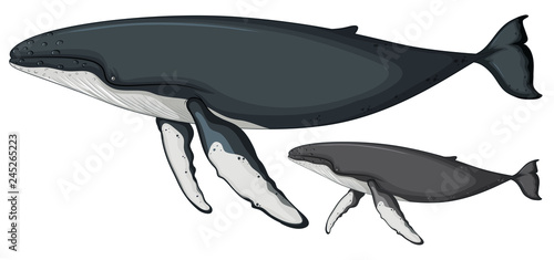 Humpback whale on white background