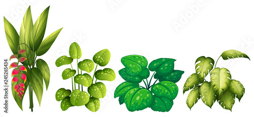 Set of ornamental plants