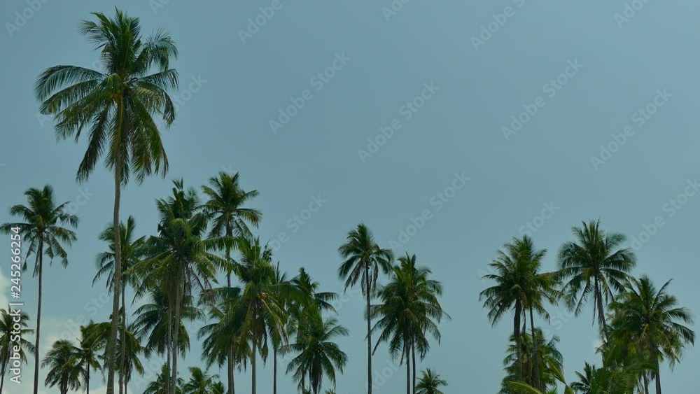Beautiful tropical coconut palm tree on sky background Beautiful tropical coconut palm tree on sky background