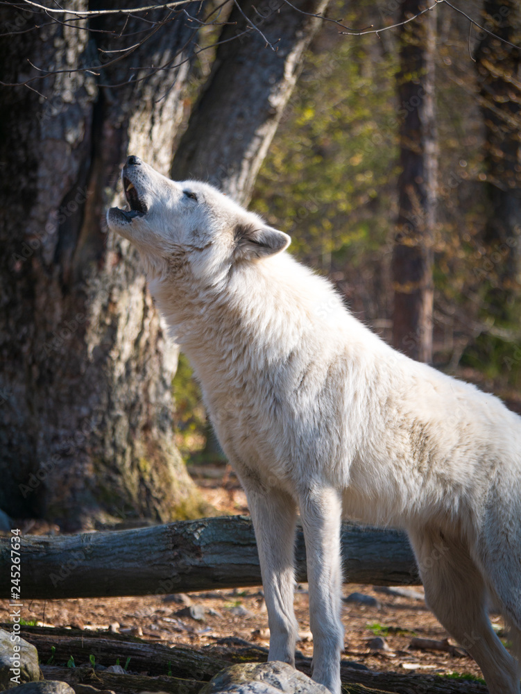 Wolf Howl Wolf Howl