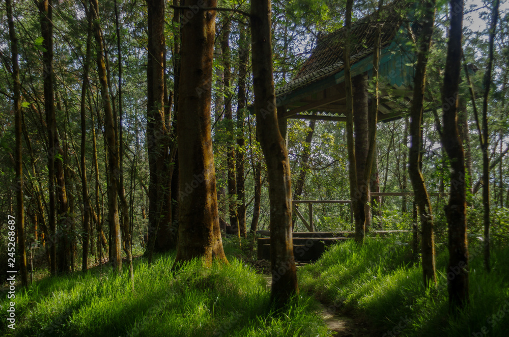 misty shelter misty shelter