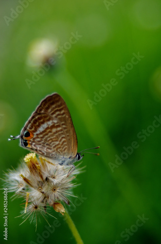 Wallpaper Mural Little Butterfly Torontodigital.ca