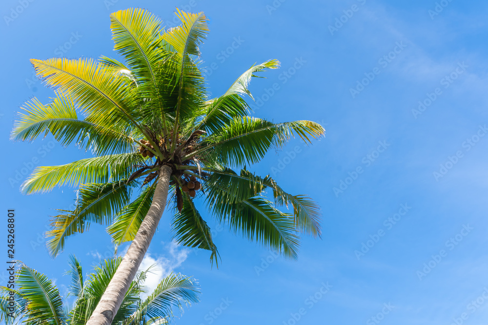 Coconut tree by the sea