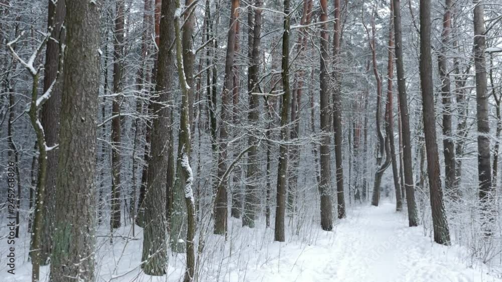 Walking over clean white snow. Frozen nature and forest. Pov Walking over clean white snow. Frozen nature and forest. Pov