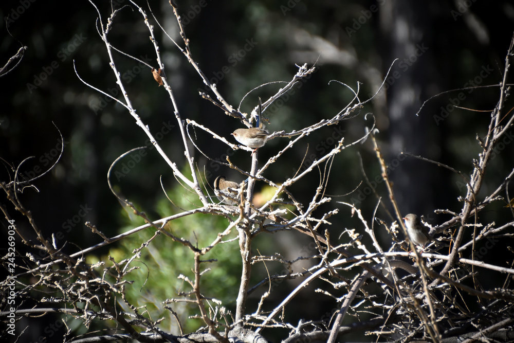 Superb Fairy-Wren