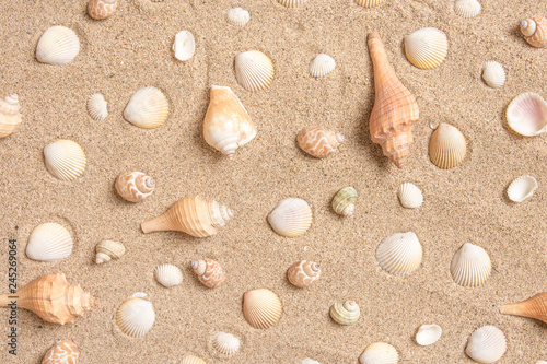 Seashells arranged on sand background flat lay design summer vacation concept.