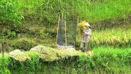 Java, Indonesia - August 2016: Slow motion of women farm worker in conical hat beating rice crop Java Indonesia 
