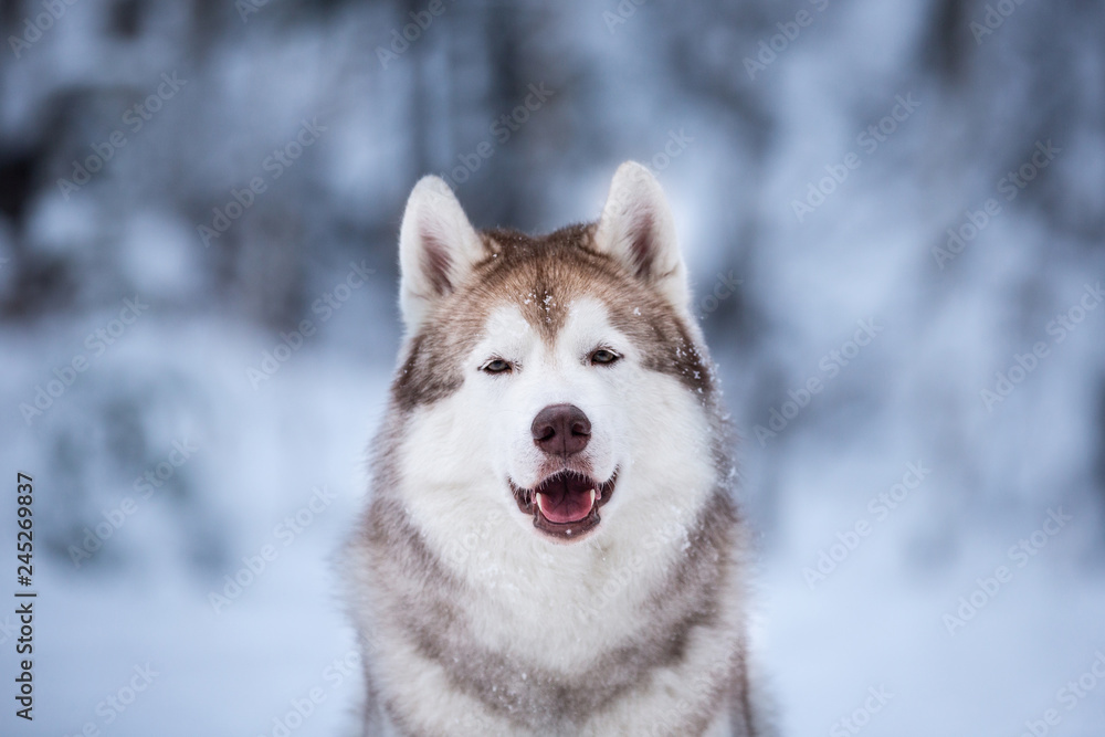 Adorable and happy beige dog breed siberian husky sitting on the snow in the fairy winter forest