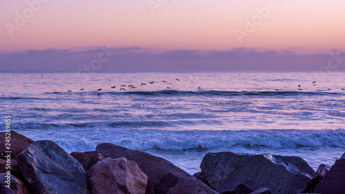Shorebirds skimming the waves and surfing under a pink and purple beach sunset