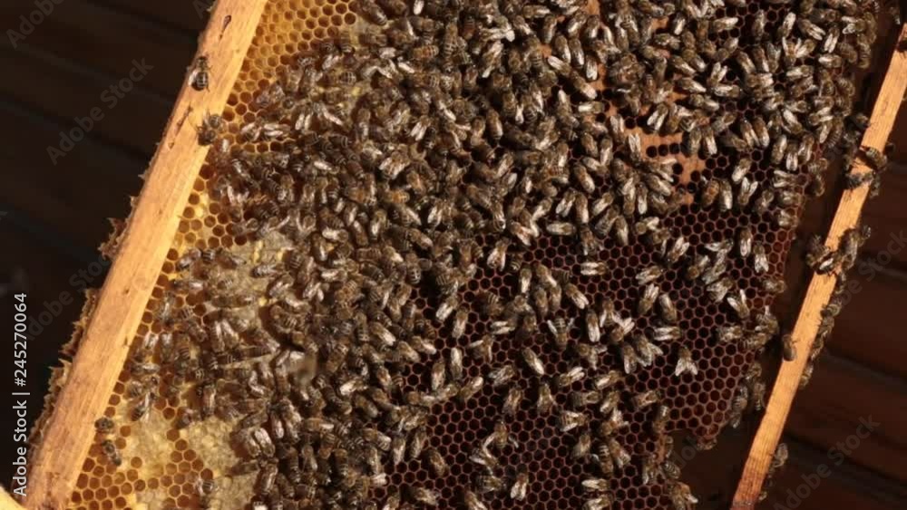 close-up of a bee crawling over brown honeycombs on a wooden frame. Bees put honey in honeycombs. Agriculture beekeeping concept close-up of a bee crawling over brown honeycombs on a wooden frame. Bees put honey in honeycombs. Agriculture beekeeping concept