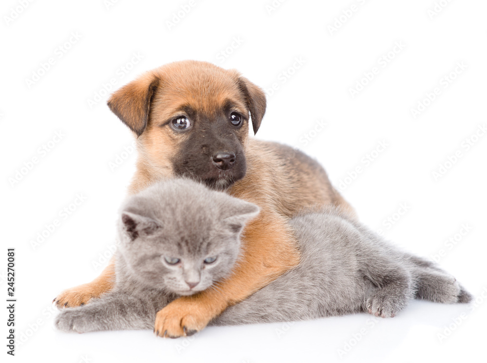 Mixed breed puppy embracing kitten. Isolated on white background