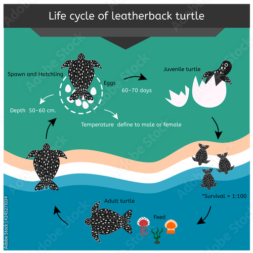 Cycle life of leatherback turtle , it is the biggest turtle in the world , vector infographic
