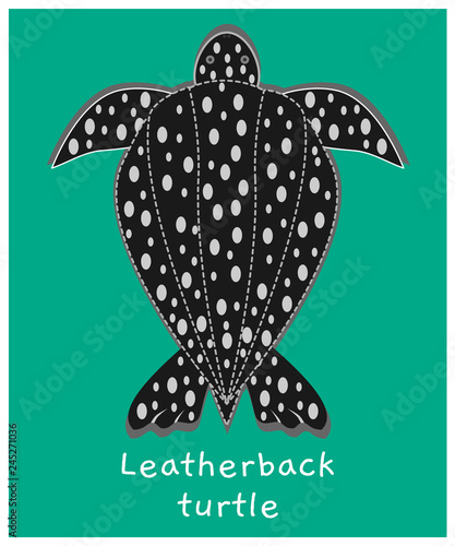 Leatherback turtle vector photo