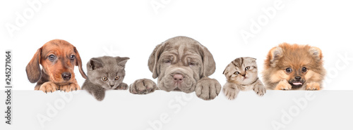 Group of cats and dogs over...