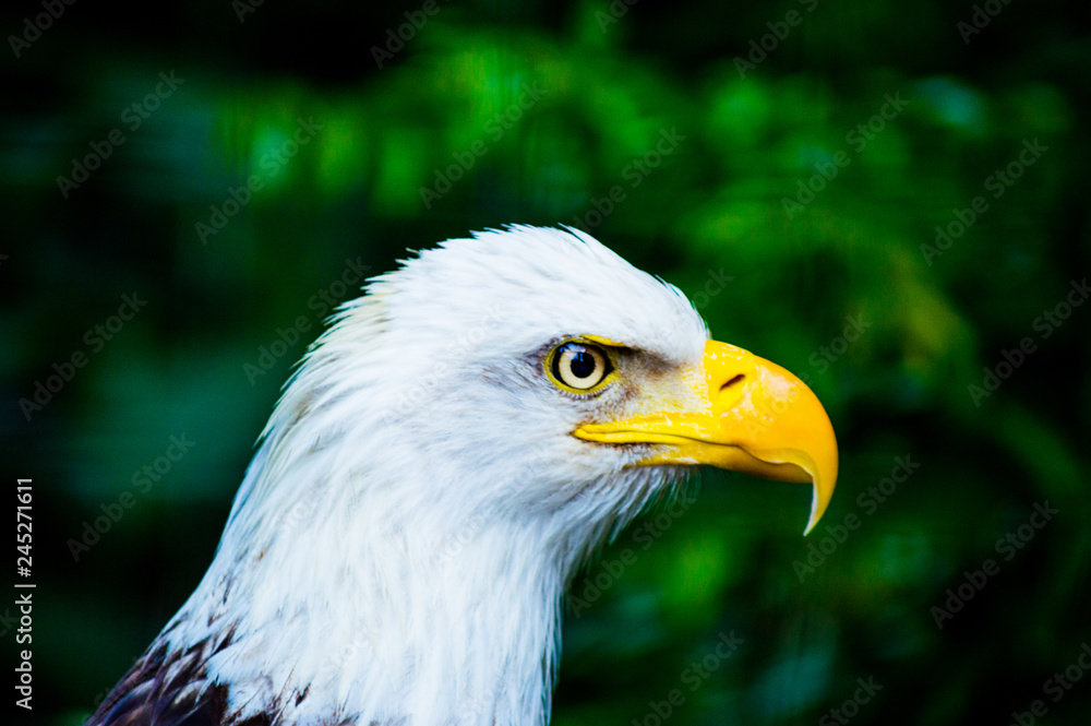 portrait of an american bald eagle portrait of an american bald eagle