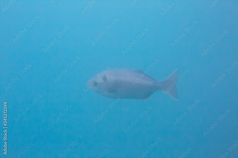 Fototapeta premium Assorted fish swim in the cold blue water of Avalon Harbor on Catalina Island