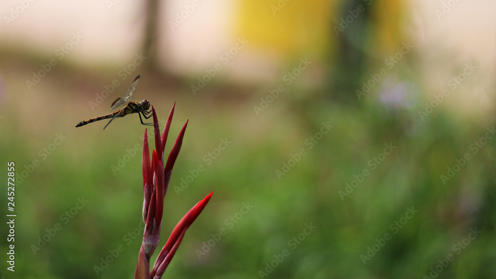 close-up images of the dragonfly close-up images of the dragonfly