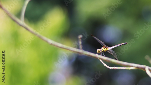 close-up images of the dragonfly © Hyejin Kang