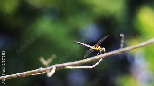 close-up images of the dragonfly