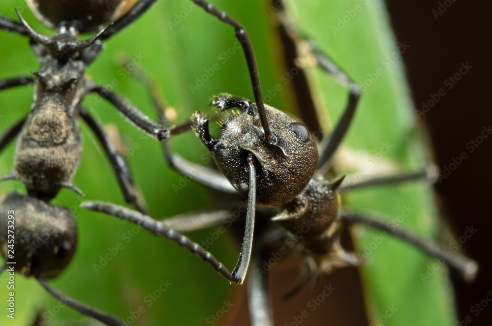 Macro Photo of Golden Weaver Ant on Green Leaf Macro Photo of Golden Weaver Ant on Green Leaf