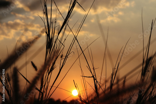 sunset over wheat