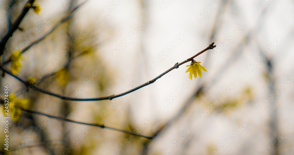 Captured in Hangzhou Xixi Wetland scenery Captured in Hangzhou Xixi Wetland scenery