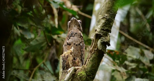 Common Potoo (Nyctibeus griseus) sitting on its nest. camouflaged on a dead tree stump in the rainforest, Ecuador.