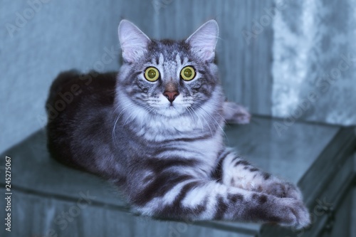 Fototapeta Naklejka Na Ścianę i Meble -  cat with green eyes on black background