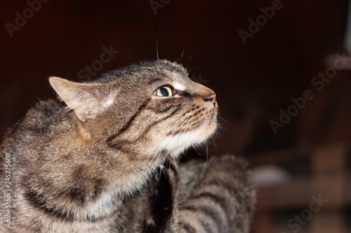 Pat Cat