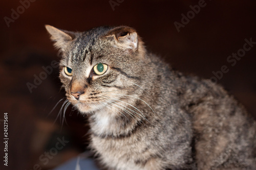 Pat Cat