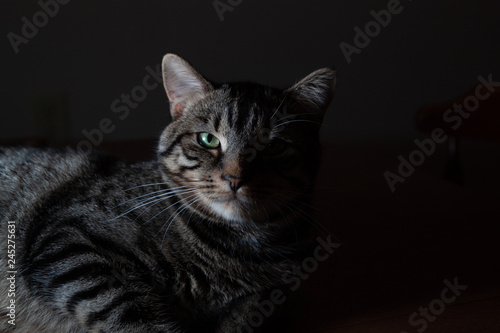 Pat Cat