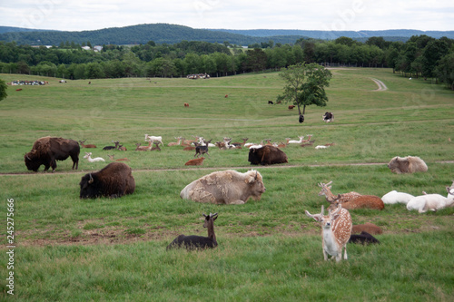 Zoo Animals Lazing About