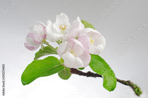 Pink flowers of apple tree on a gray background