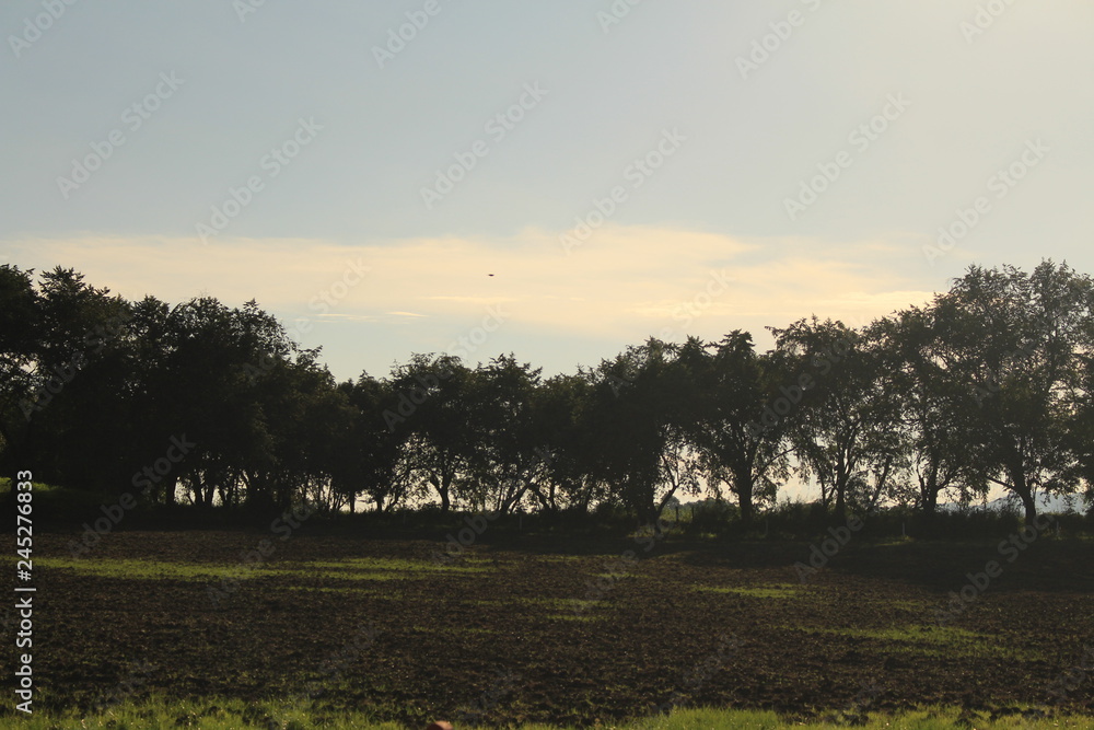 Dry land with silhouettes of trees Dry land with silhouettes of trees