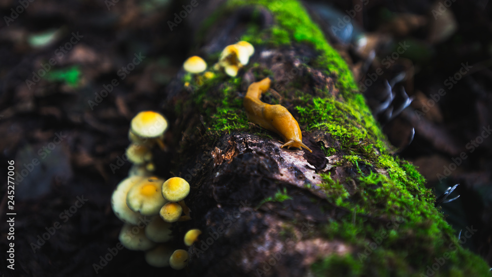 Slug and Mushroom on Rotting Log Slug and Mushroom on Rotting Log