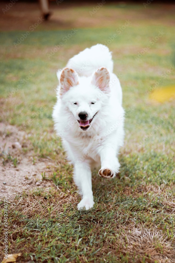 Obraz premium dog on grass